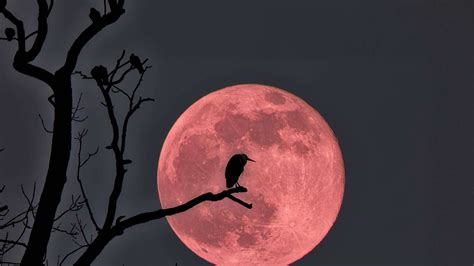 Vollmond, Neumond, Supermond und Blutmond: Alle wichtigen Termin.